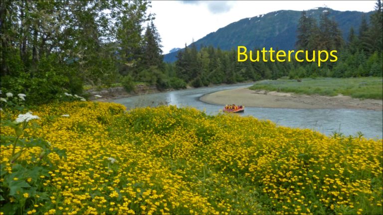 Buttercups