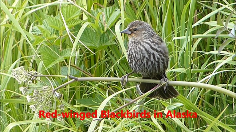 Red-winged Blackbird in Alaska