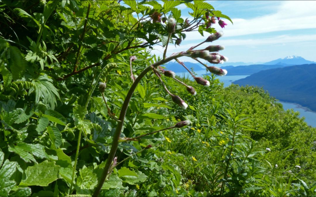 Arctic Sweet Coltsfoot