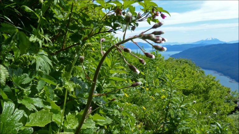Arctic Sweet Coltsfoot