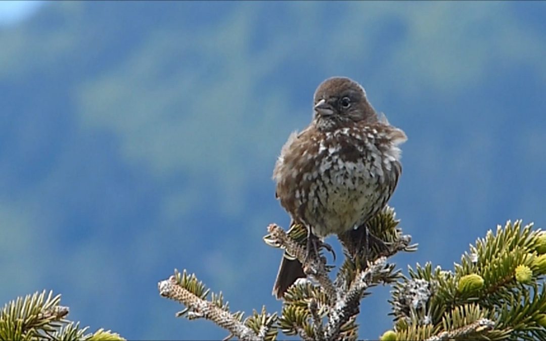 Fox Sparrow in Juneau, Alaska