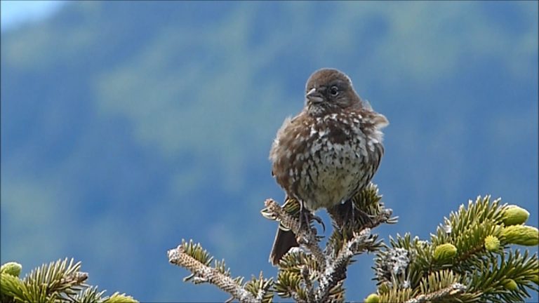 Fox Sparrow in Juneau, Alaska