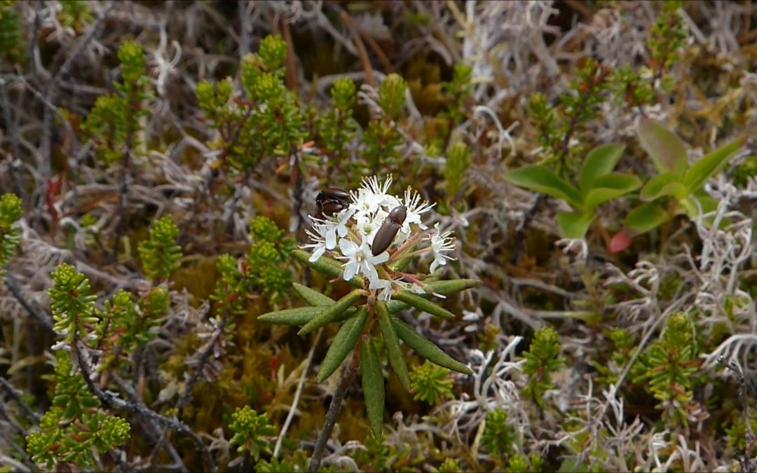 Labrador Tea
