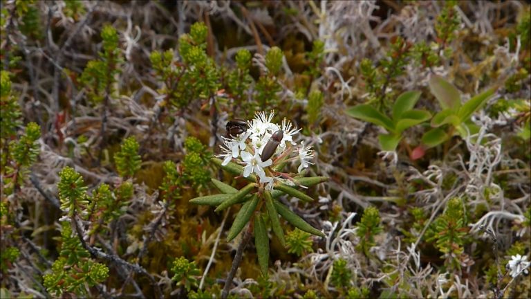 Labrador Tea