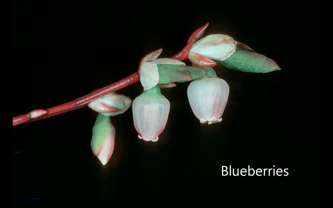 Blueberries