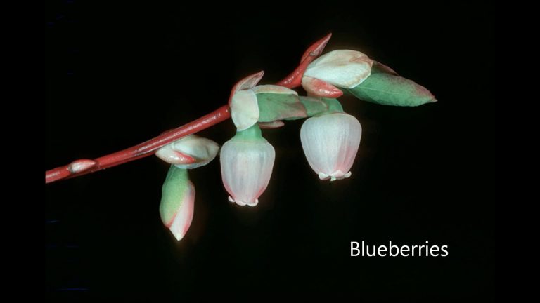 Blueberries