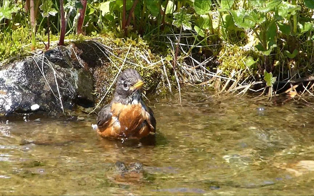 At a stream on Gentian Bench