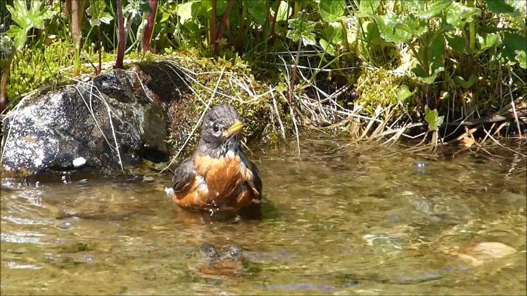 At a stream on Gentian Bench