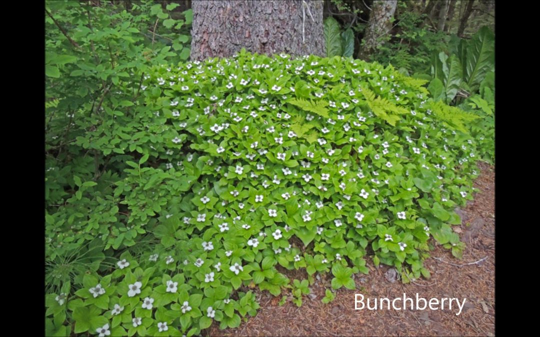 Bunchberry