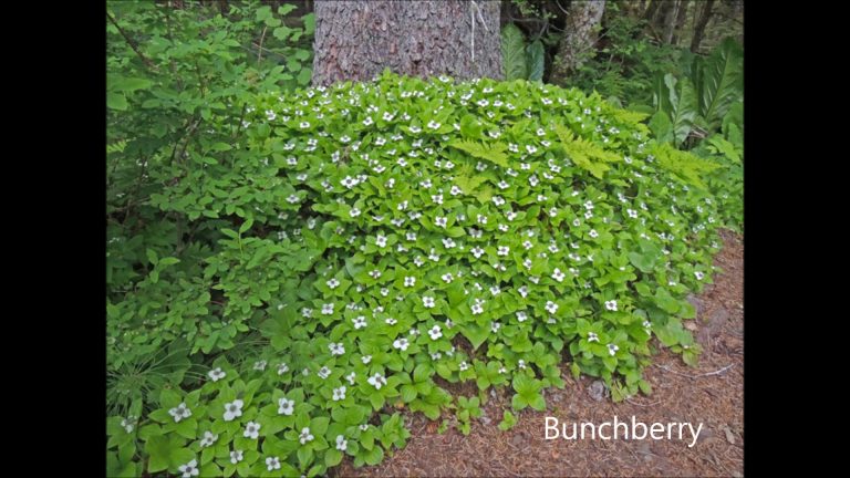 Bunchberry