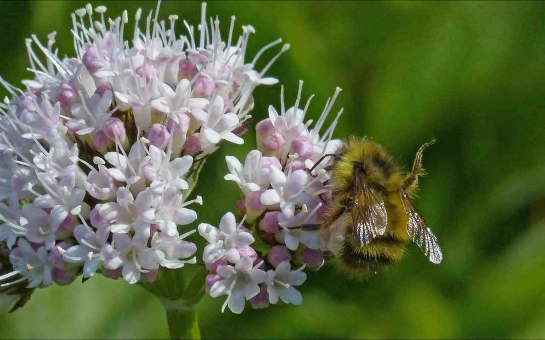 Sitka Valerian