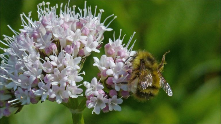 Sitka Valerian