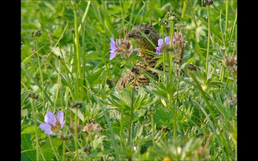 Northern Geranium