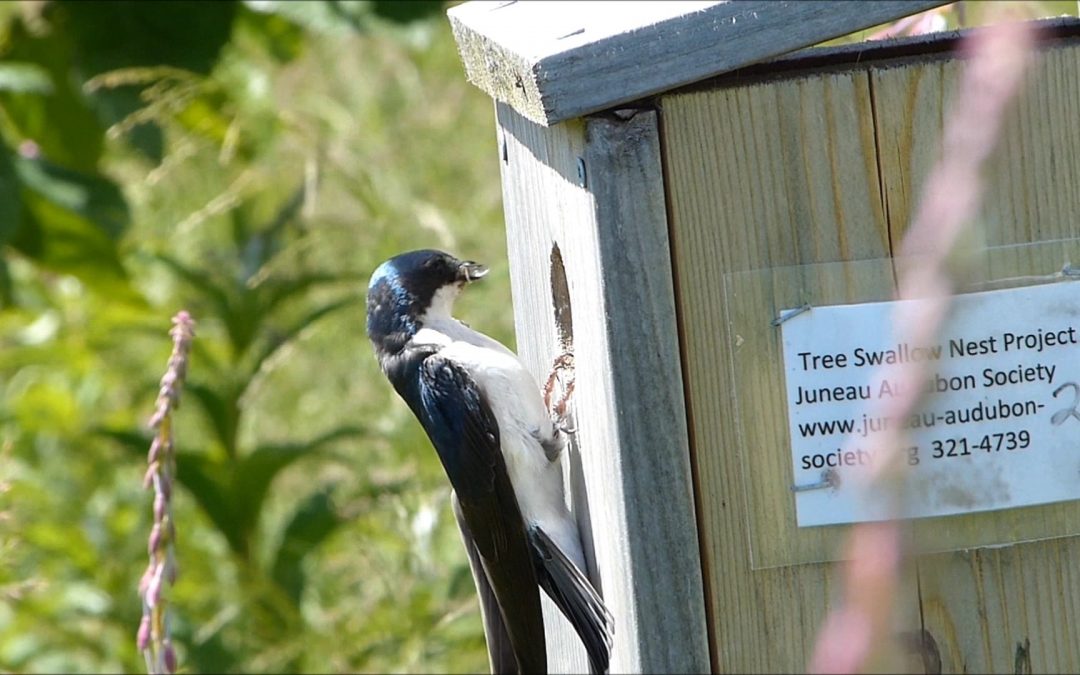 Tree Swallows