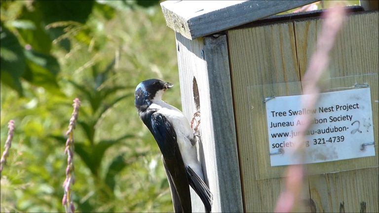 Tree Swallows