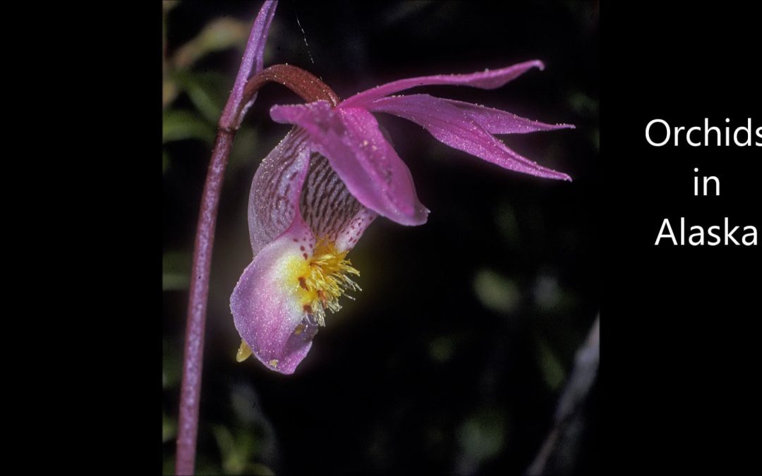 Orchids in Alaska