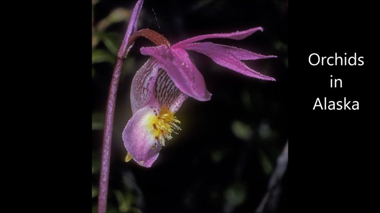 Orchids in Alaska
