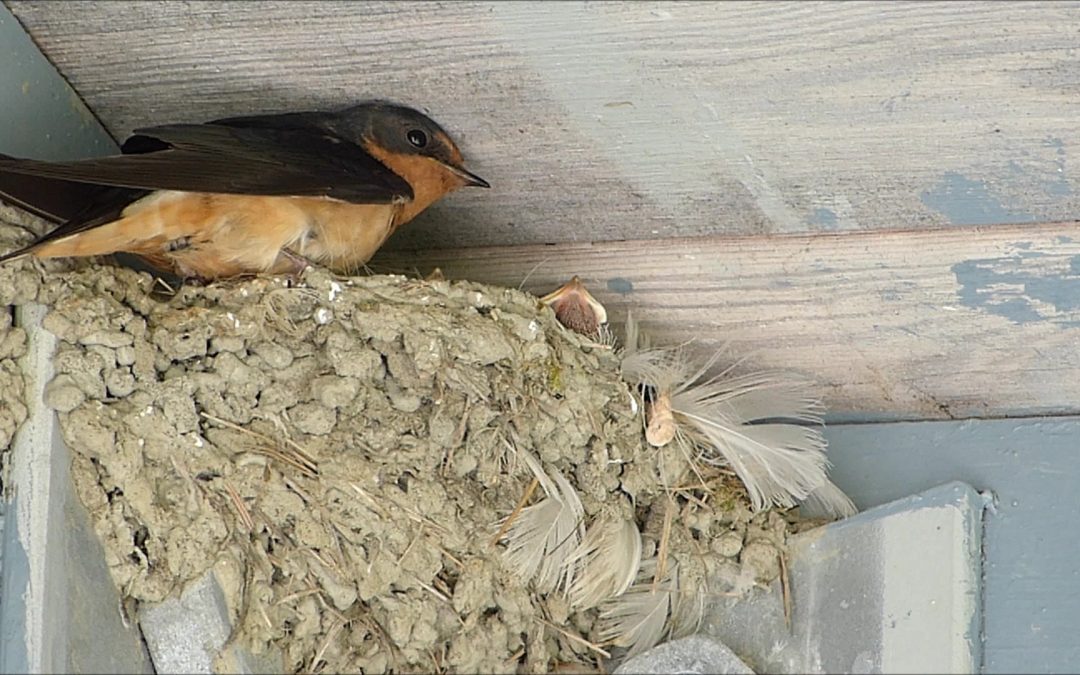 Barn Swallows in Alaska