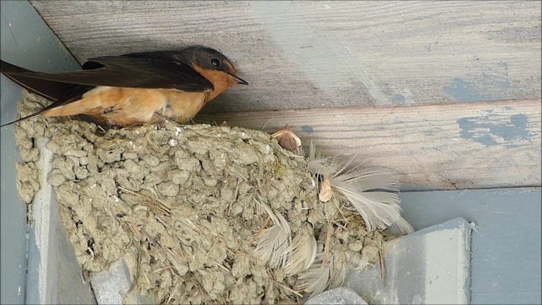 Barn Swallows in Alaska
