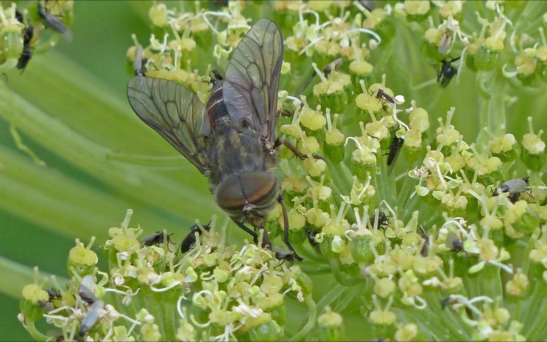 Seacoast Angelica