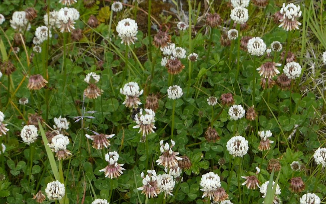White Clover