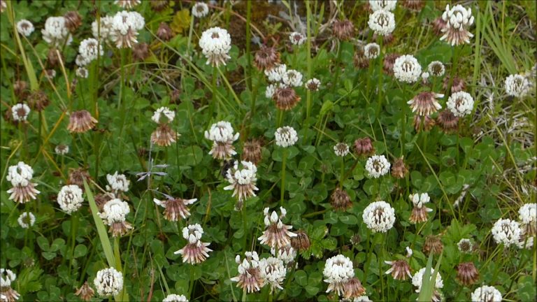 White Clover
