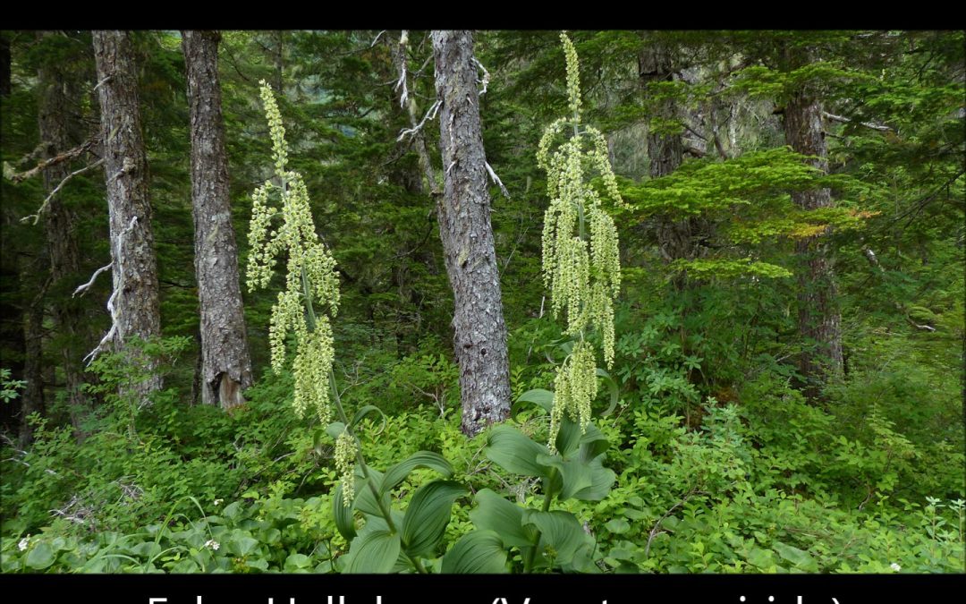 False Hellebore