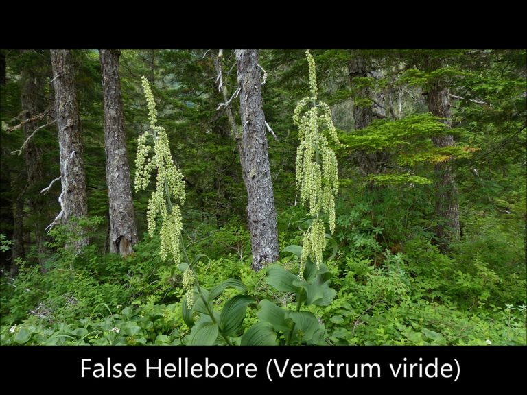 False Hellebore