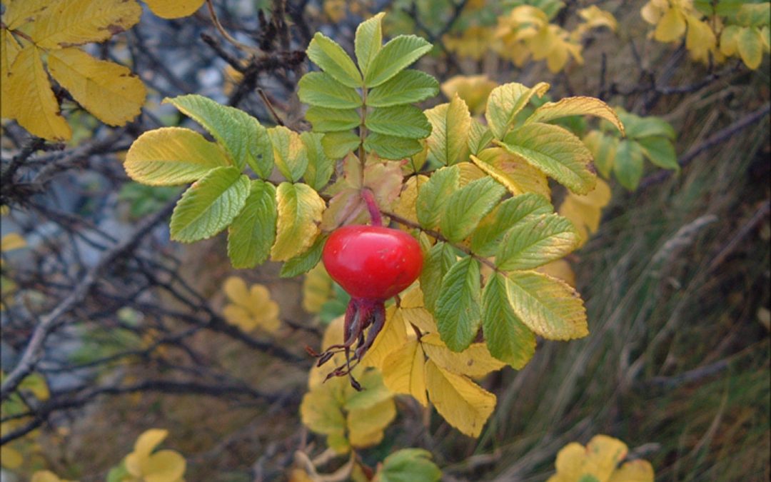 Nootka Rose