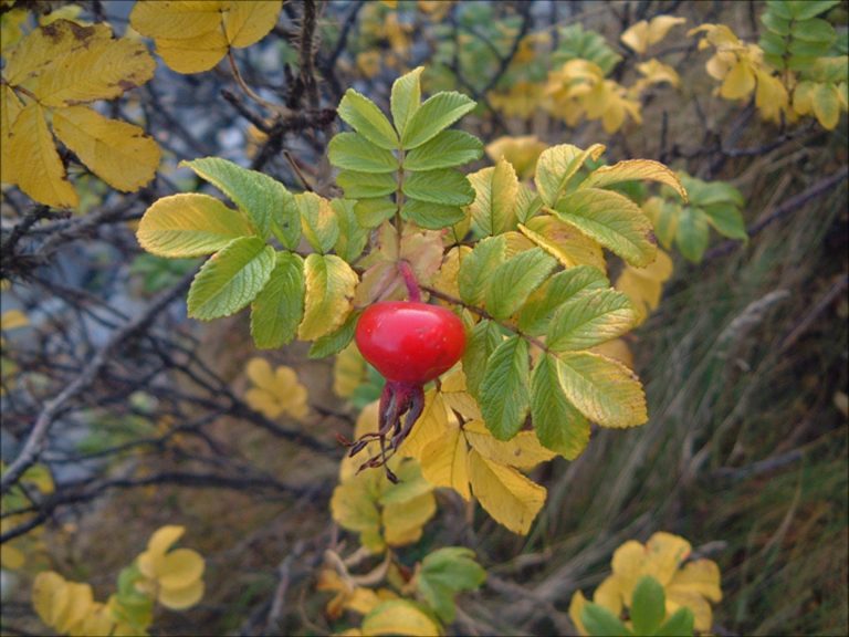 Nootka Rose