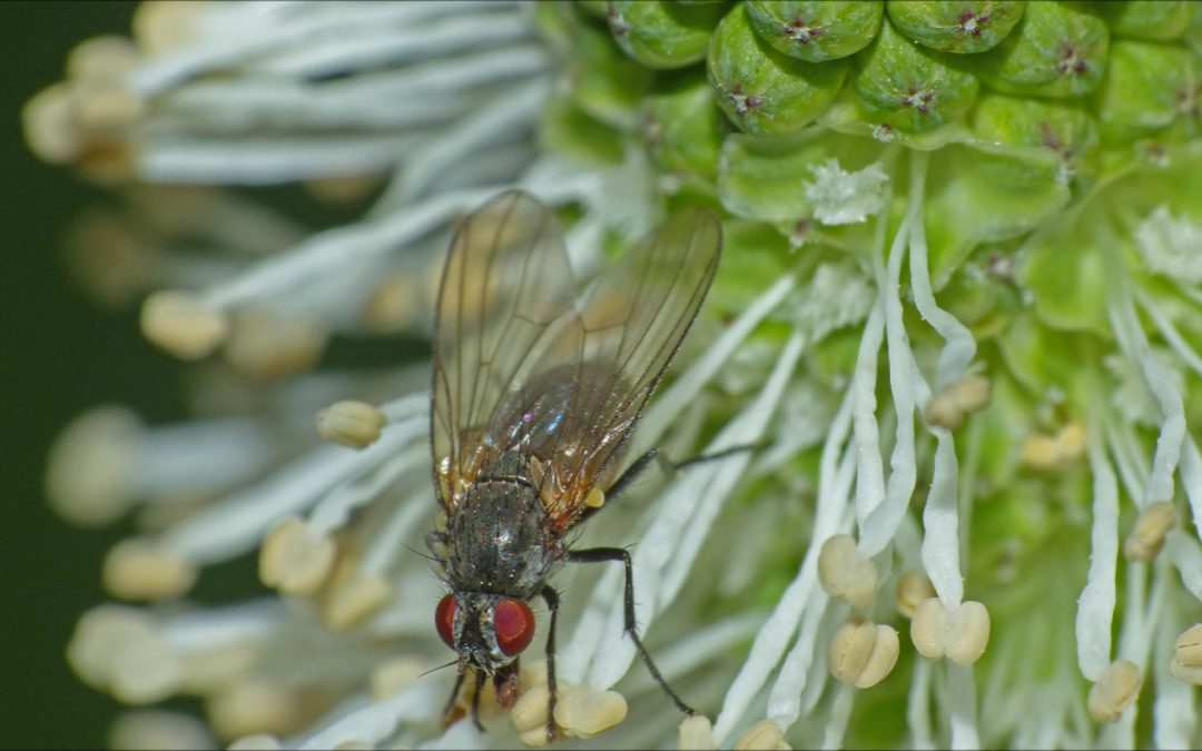 Sitka Burnet