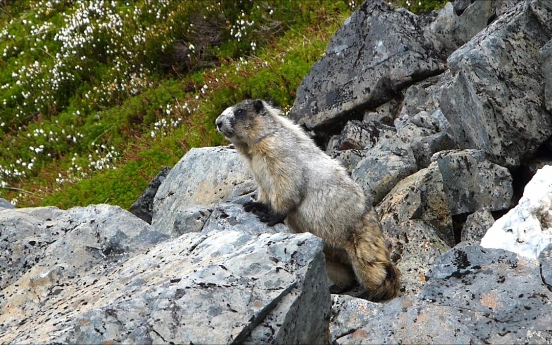A Concerned Mother Marmot