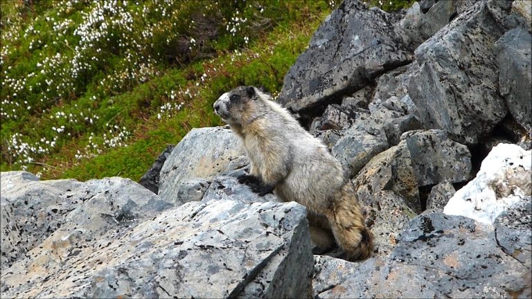 A Concerned Mother Marmot