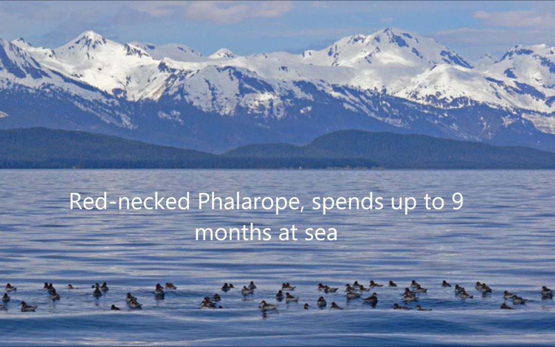 Red-necked Phalarope