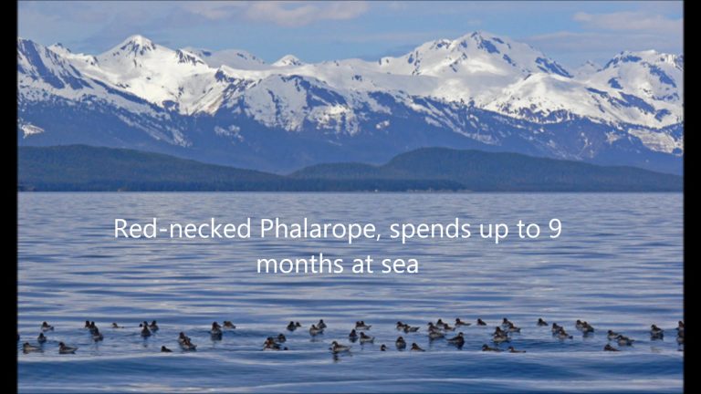 Red-necked Phalarope
