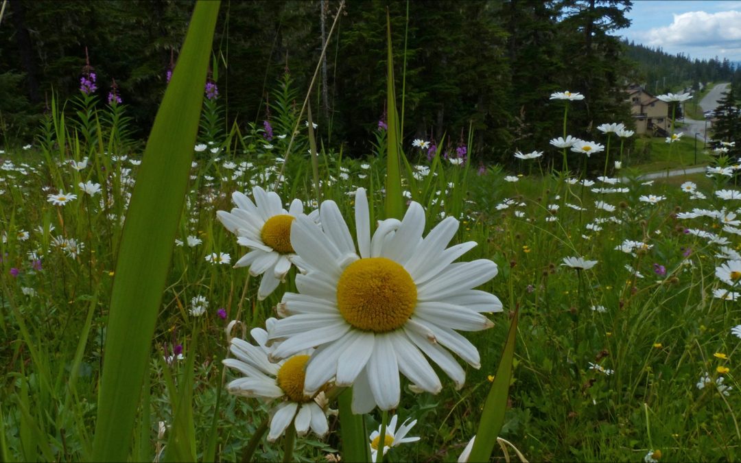 Oxeye Daisy