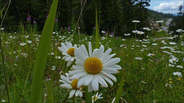 Oxeye Daisy