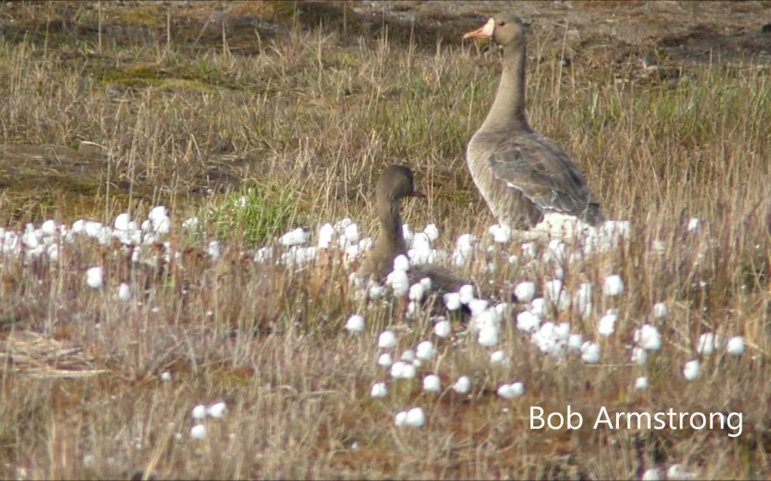 Cotton Grass