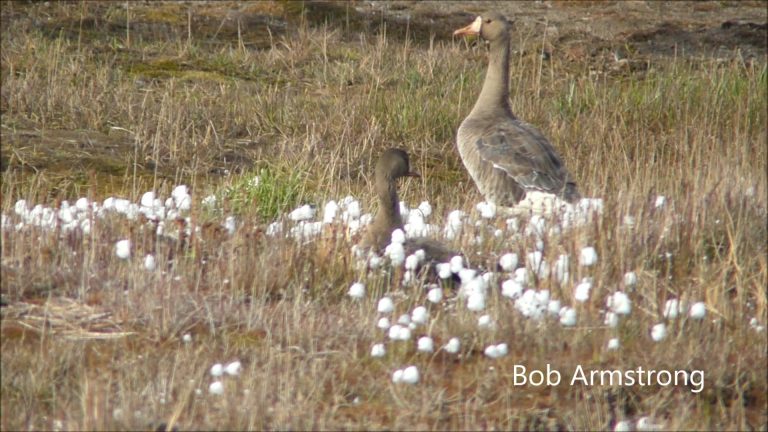 Cotton Grass