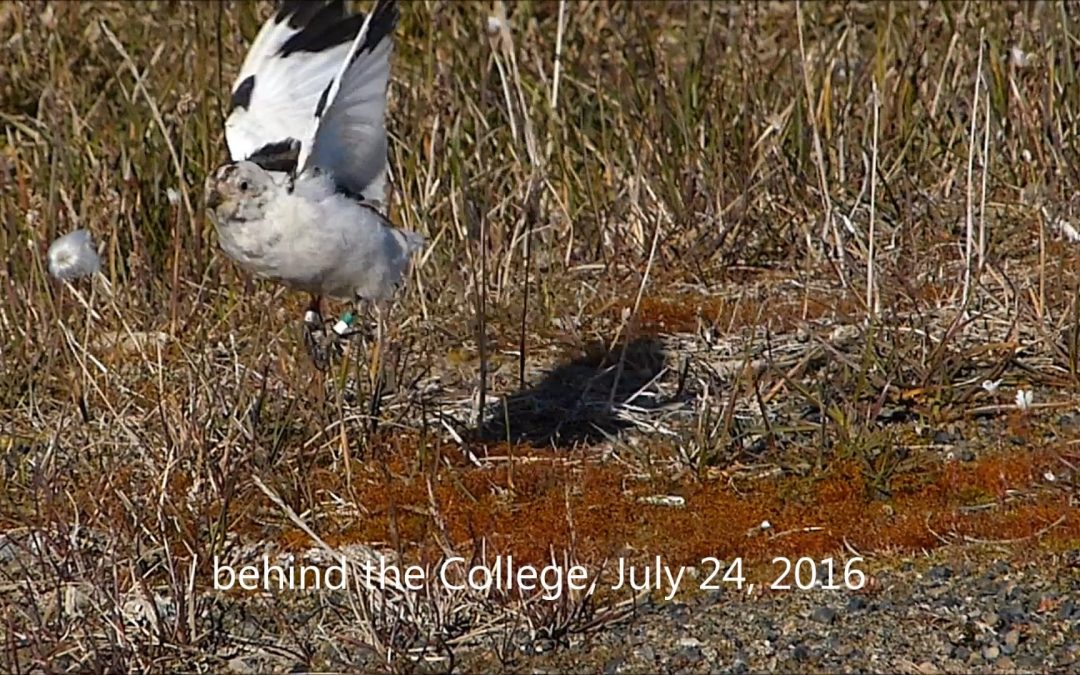 Snow Buntings