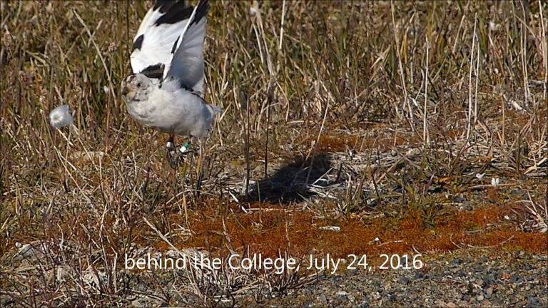 Snow Buntings