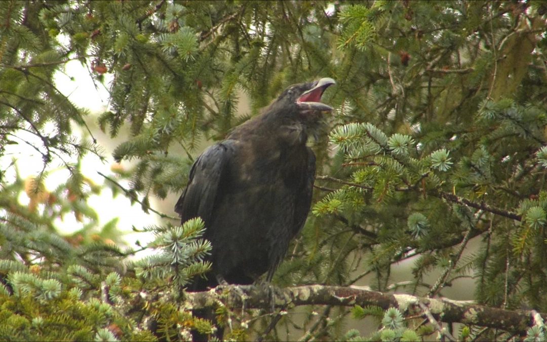 Ravens Talking