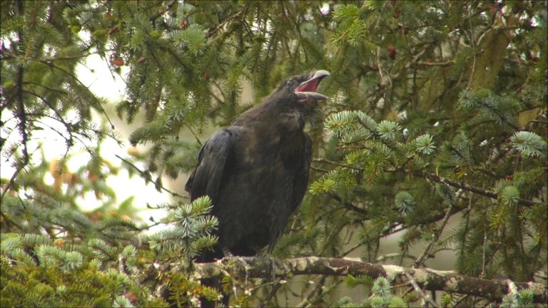 Ravens Talking