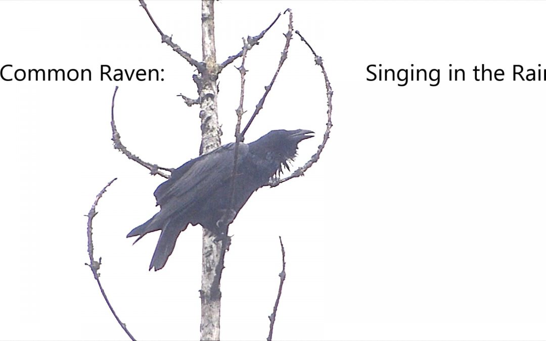 Common Raven Singing in the Rain
