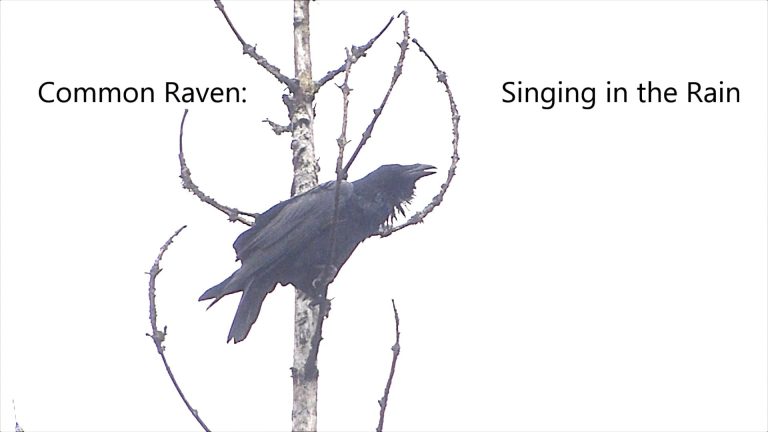 Common Raven Singing in the Rain