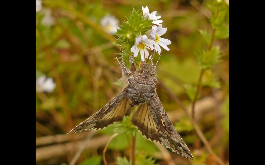 Eyebright
