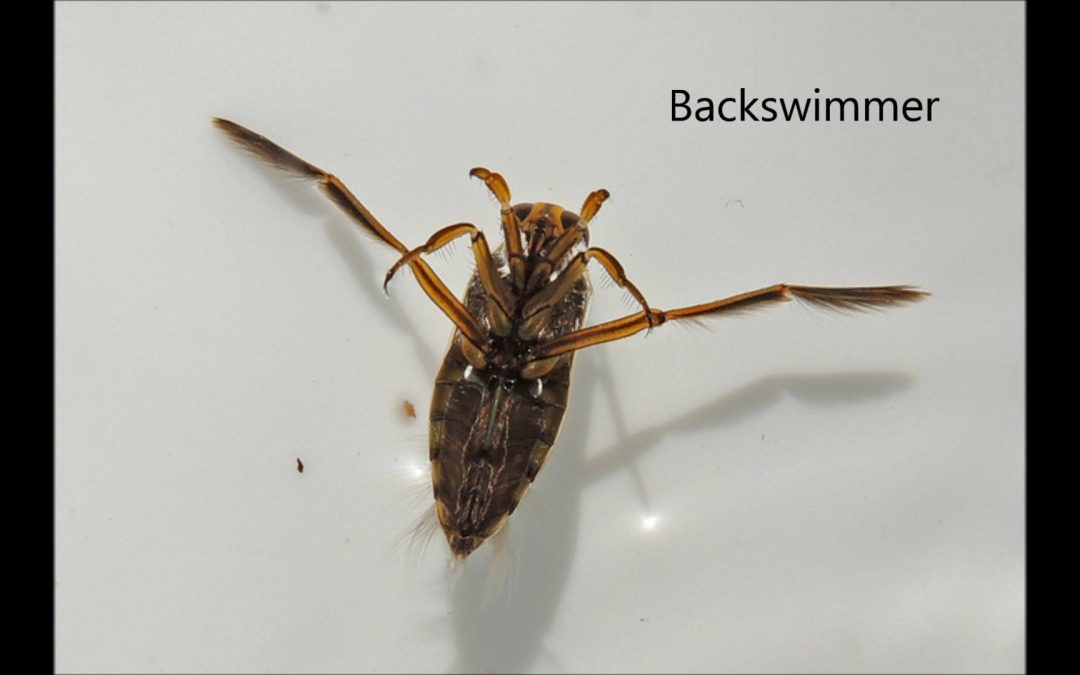 Backswimmer