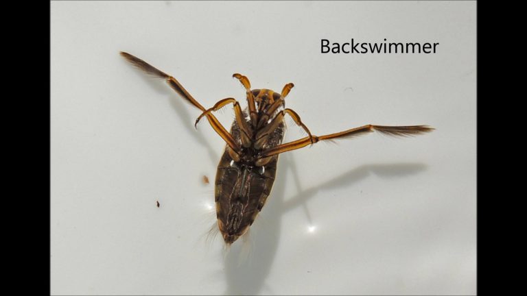 Backswimmer