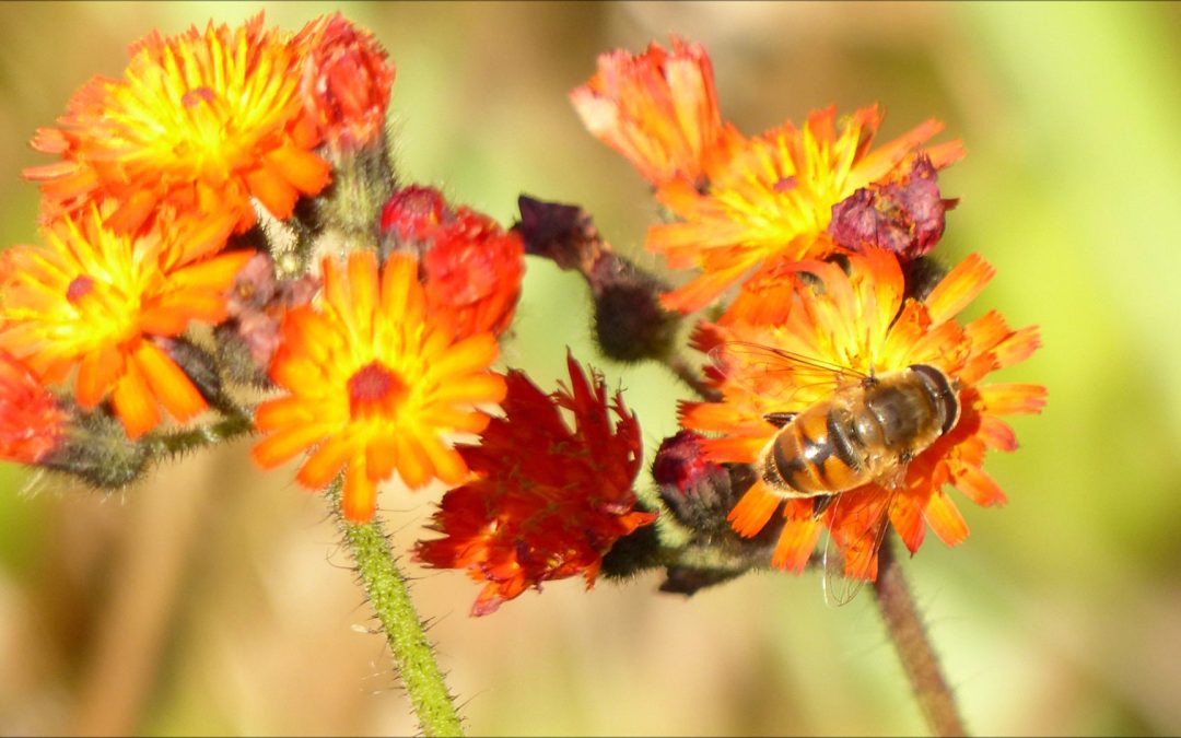 Orange Hawkweed