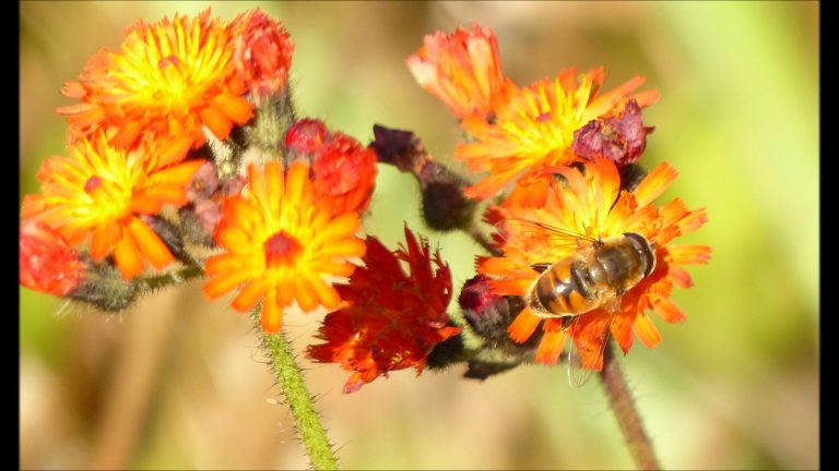 Orange Hawkweed
